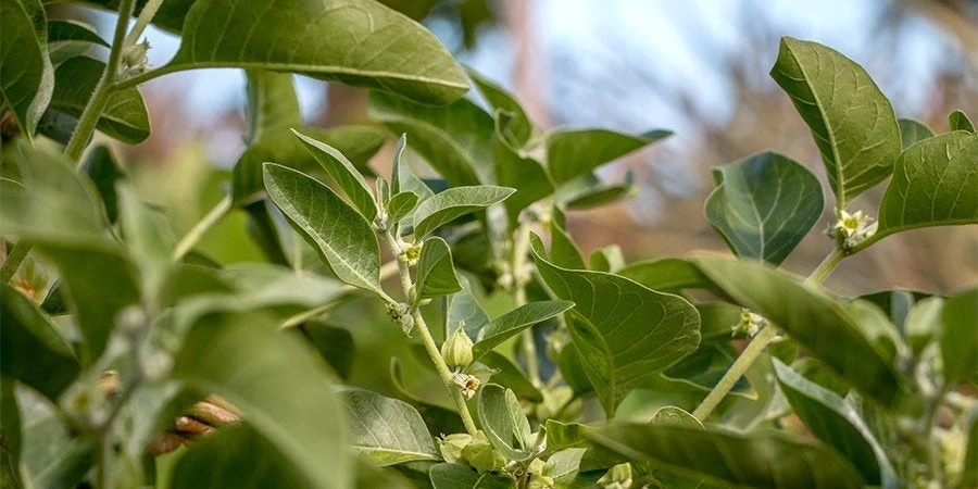 Το βότανα που είναι σύμμαχος στον αγώνα κατά του άγχους